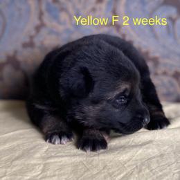 Yellow collar girl - Black and red female German Shepherd puppy in Coleta, Illinois from Four Leaf Farm- Vom Vierblättriges Bauernhof
