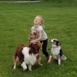 Miniature Australian Shepherds from Wingler Acres Mini Aussies