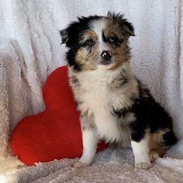 Bucky - Blue merle Miniature Australian Shepherd puppy in Bethel Springs, Tennessee from GoodnYoung Farms