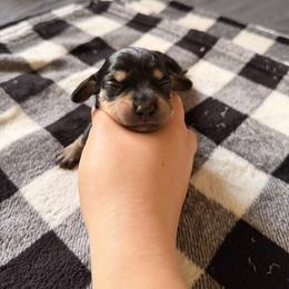 Female 1 (purple collar) - Black and cream female Dachshund puppy in Modesto, California from Once Upon a Mini Dachshund