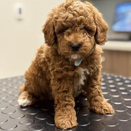 Bernedoodle, Goldendoodle, and Poodle Puppies from 4goldendoodles