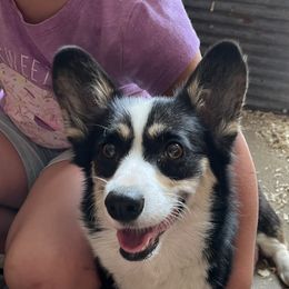 Letti - Pembroke Welsh Corgi
