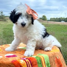 Morning Glory - Black and white female Bernedoodle puppy in Mesick, Michigan from Minnie's UpNorth Doodles