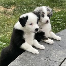 Australian Shepherd Puppies from 303 Aussies