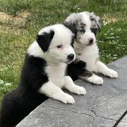 Australian Shepherd Puppies from 303 Aussies