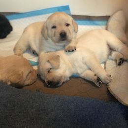 Labrador Retriever puppies from Tru Luv Labradors
