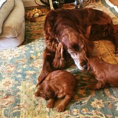 Irish Setters from Rumraisin Irish Setters