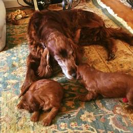 Irish Setters from Rumraisin Irish Setters