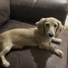 Lily - Dachshund