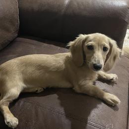 Lily - Dachshund