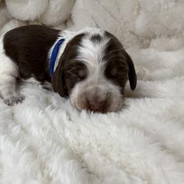 Blue boy - Tri-Roan male English Springer Spaniel puppy in Fairfield, California from Goldridge Springers