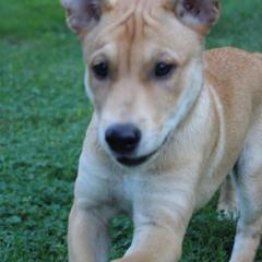 Carolina Dog Puppies from Williams Sweet Carolina