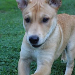 Carolina Dog Puppies from Williams Sweet Carolina