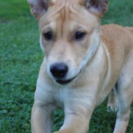 Carolina Dog Puppies from Williams Sweet Carolina