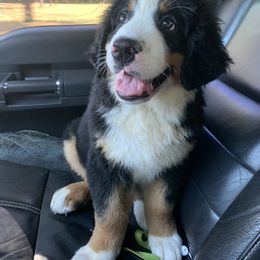 Bernese Mountain Dog Puppies from D’S Bernese Mountain Dogs