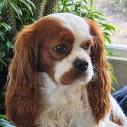 Groot - Cavalier King Charles Spaniel