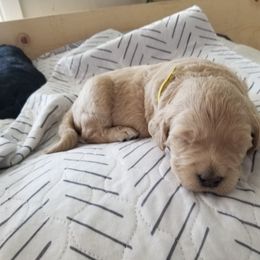 Bernedoodle and Goldendoodle Puppies from Cookies and Cream Doodles