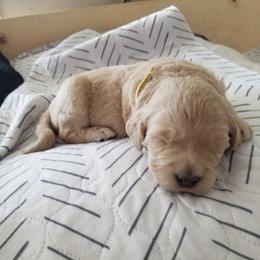 Bernedoodle and Goldendoodle Puppies from Cookies and Cream Doodles
