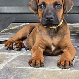 Yellow collar .... Lord John - Rd whtn blk nose male Rhodesian Ridgeback puppy in Gaffney, South Carolina from Circle D Farms