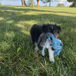 Scottie (Scheffler) - Black tri female Miniature Australian Shepherd puppy in California, Kentucky from Sonlight Ridge Aussies