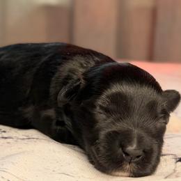 Raven - Black female Miniature Schnauzer puppy in Magalia, California from NorCal Schnauzers