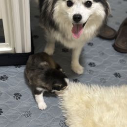 Pomsky Puppies from Bluepomski Puppies & Stud Services Of South West Florida
