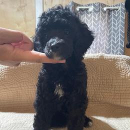 Lacy - Parti female Poodle puppy in Florence County, South Carolina from Modern Family Standards
