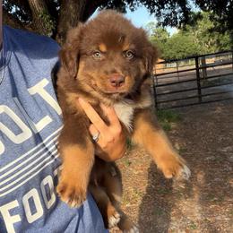 Chewy - Red tri-color male Australian Shepherd puppy in Frostproof, Florida from Central Florida Australian Shepherds