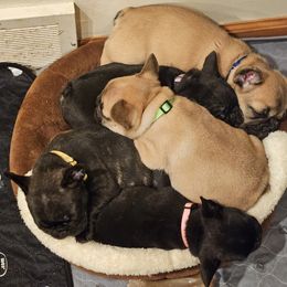 French Bulldog Puppies from A&D Frenchies