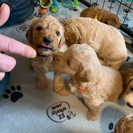 Bernedoodle and Goldendoodle Puppies from I Dream of Doodles