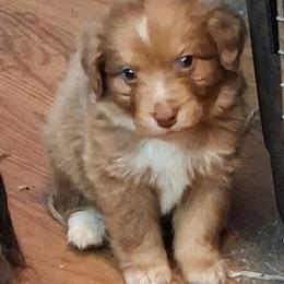 Butterscotch - Red merle male Miniature American Shepherd puppy in Goldendale, Washington from Amulet Charm