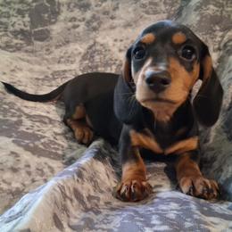 Dachshund puppies from Dax Place