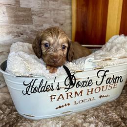 Oslo-2200 - Cream male Dachshund puppy in Atwood, Oklahoma from Holder’s Doxie Farm