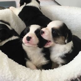 Cardigan Welsh Corgi Puppies from Rochar Cardigan Welsh Corgis