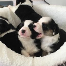 Cardigan Welsh Corgi Puppies from Rochar Cardigan Welsh Corgis