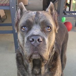 Cane Corso from Thunderbolt Cane Corso