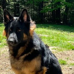 Max - German Shepherd