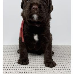Artemis - Chocolate male Australian Labradoodle puppy in Sacramento, California from Little Farmstead Labradoodles