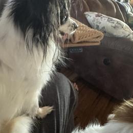 Gracie - Papillon