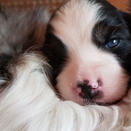 Australian Shepherd Puppies from Aussieway