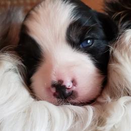 Australian Shepherd Puppies from Aussieway