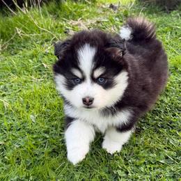 AJ - Black and white male Pomsky puppy in Mc Minnville, Oregon from West Coast Pomskies