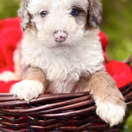 Verity - Blue merle male Bernedoodle puppy in Vacaville, California from Starlight Goldendoodles