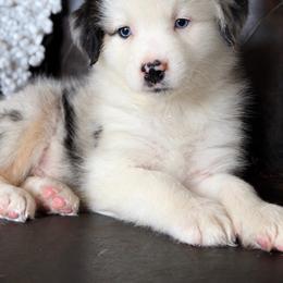 Whiskers-has tail-many videos - Blue merle male Australian Shepherd puppy in Troy, South Carolina from Australian Shepherds of 3/W Farms