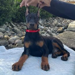 Doberman Pinscher Puppies from Gold Star Canines