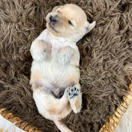 Benny Boo English Teddybear - Apricot male Goldendoodle puppy in Grove, Oklahoma from Guinn Family Farms