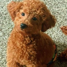 Ollie - Poodle