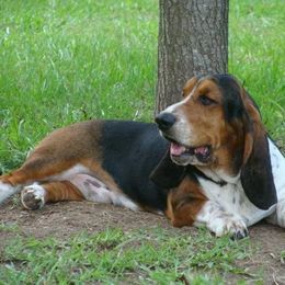 Basset Hound Puppies from Hudson's Hounds
