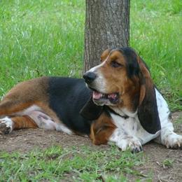 Basset Hound Puppies from Hudson's Hounds