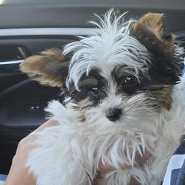 Biewer Terriers and Yorkshire Terriers from Neptune Cove